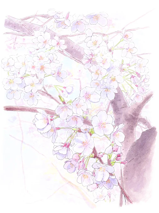 桜、スケッチ 