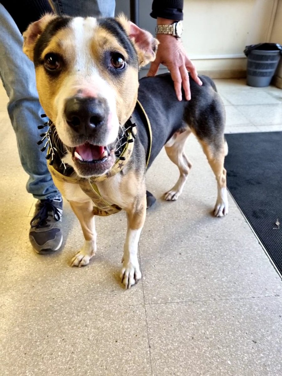 PoliciaSabadell's tweet photo. #INFOPMS 🚔Ahir a la tarda es va localitzar un gos perdut a la Plaça Joan Morral

➡️No té xip
➡️Porta un collar de ferro i un arnès groc

🐕Ajuda'ns a trobar el seu propietari
👉Ara es troba a la Protectora de #Sabadell
👮Si el reconeixes, truca al 900 112 092

#WeLoveAnimals https://t.co/XISb9c5zu0