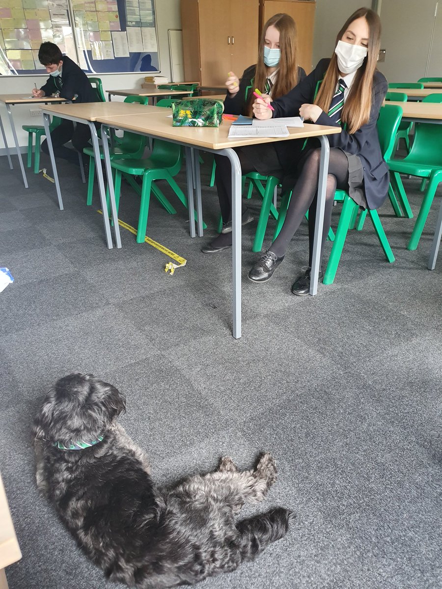 Miss_Hayes_Eng's tweet photo. What a lovely treat in our year 10 lesson this morning. We tried to get Sprocket interested in poetry but the look on his face says it all... @BBGAcademy https://t.co/3Qvpe3Xxf5