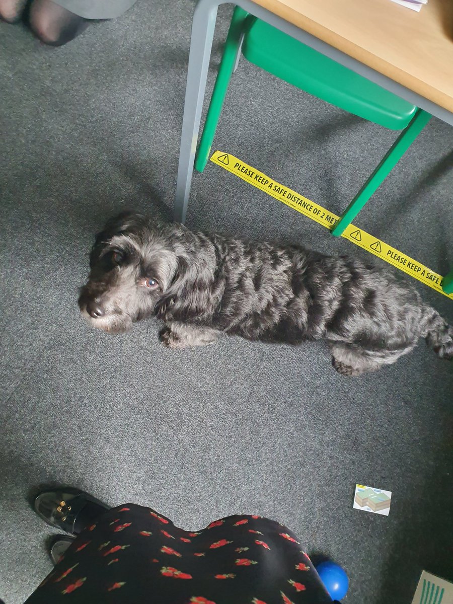 Miss_Hayes_Eng's tweet photo. What a lovely treat in our year 10 lesson this morning. We tried to get Sprocket interested in poetry but the look on his face says it all... @BBGAcademy https://t.co/3Qvpe3Xxf5