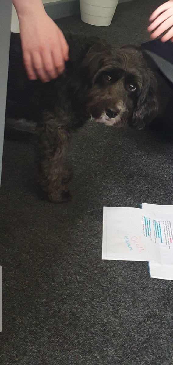 Miss_Hayes_Eng's tweet photo. What a lovely treat in our year 10 lesson this morning. We tried to get Sprocket interested in poetry but the look on his face says it all... @BBGAcademy https://t.co/3Qvpe3Xxf5