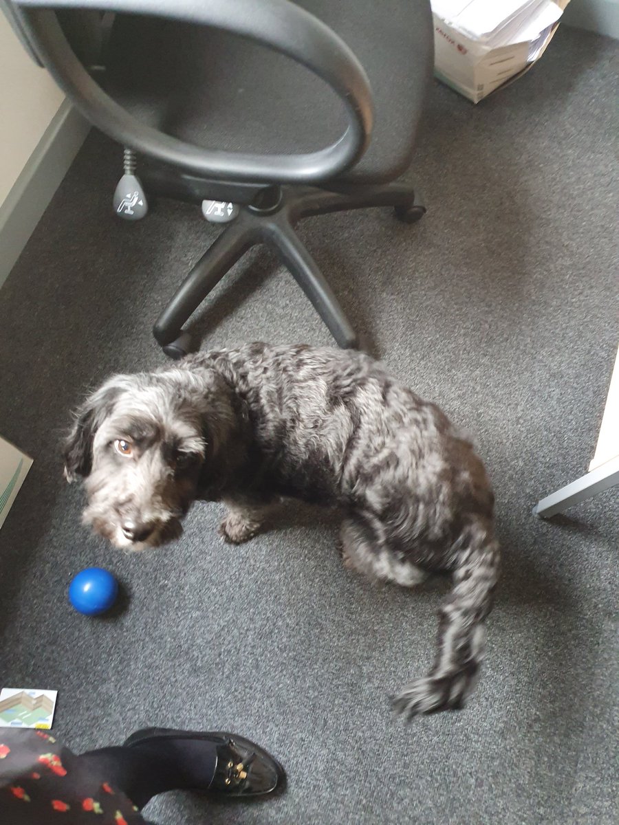 Miss_Hayes_Eng's tweet photo. What a lovely treat in our year 10 lesson this morning. We tried to get Sprocket interested in poetry but the look on his face says it all... @BBGAcademy https://t.co/3Qvpe3Xxf5