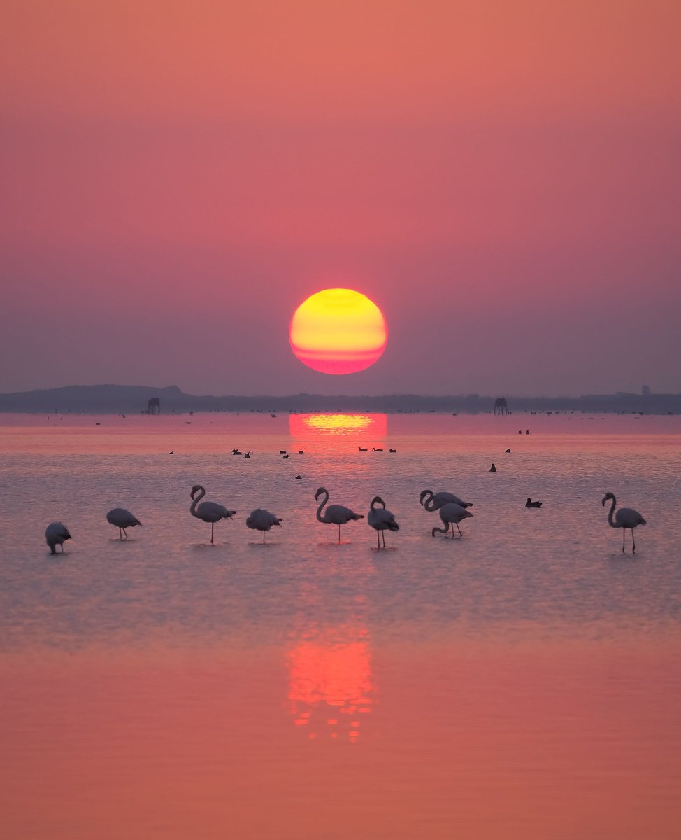 EsteveFornos's tweet photo. La primera albada d'aquesta primavera a la badia del Fangar ha sigut meravellosa😍😍😍
@catexperience @TurismeLaRapita @terresebretur @marcredondo @birdcatalunya @Cat_Meteo @getolympus @NatGeoEsp @ebrexperience @SocEcoturista @turornicat @parcscat https://t.co/FmDi103KdI