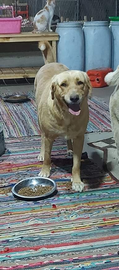 LABRESCUE289's tweet photo. Hello, we are Jimmy and Samantha, an adorable blond sibling duo, 3.5 years old.  We were just little baby dogs when we were abandoned. Life here has been better than on the streets but we are so ready for a fresh start in 🇨🇦. We must find a home who can take us both...apply today https://t.co/LoUiWdGtCk