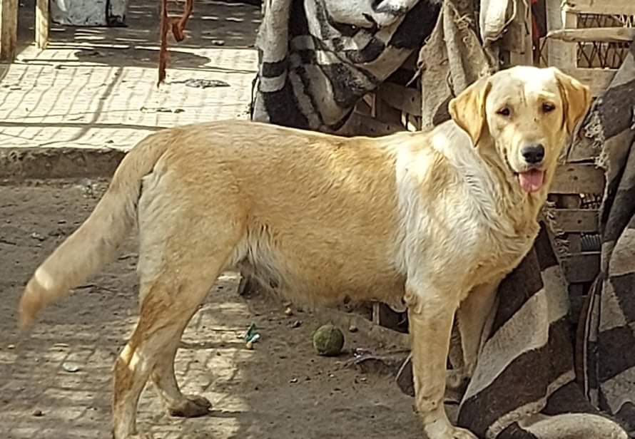 LABRESCUE289's tweet photo. Hello, we are Jimmy and Samantha, an adorable blond sibling duo, 3.5 years old.  We were just little baby dogs when we were abandoned. Life here has been better than on the streets but we are so ready for a fresh start in 🇨🇦. We must find a home who can take us both...apply today https://t.co/LoUiWdGtCk