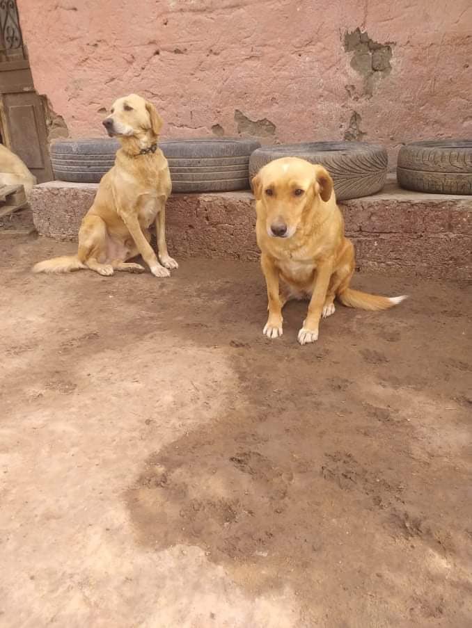 LABRESCUE289's tweet photo. Hello, we are Jimmy and Samantha, an adorable blond sibling duo, 3.5 years old.  We were just little baby dogs when we were abandoned. Life here has been better than on the streets but we are so ready for a fresh start in 🇨🇦. We must find a home who can take us both...apply today https://t.co/LoUiWdGtCk