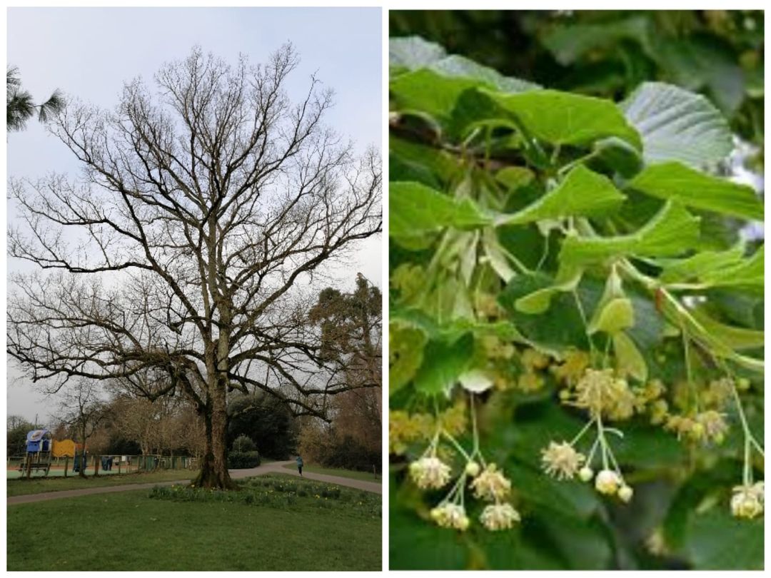 kkcastleOPW's tweet photo. Today in Celebration of #NationalTreeWeek we celebrate the Small Leaved Lime Tree
https://t.co/u5pE08BKjp
#TreeWeek #treeweek2021 #lovekilkenny #opwbiodiversity #heritageireland #treecouncilofireland https://t.co/fQ2q2sOQWl