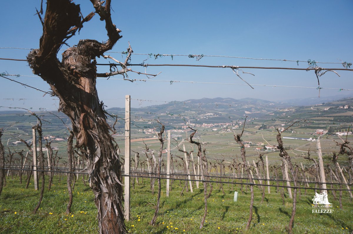 Falezze's tweet photo. 🌼SPRING IN THE #FALEZZE VINEYARDS:
💫TIME TO SHAPE THE NEW #VINTAGE !
Visit our new website and have a shopping from home! 🛒👇
https://t.co/15yl1Etw6T
#falezzewinery #falezzevineyard #falezzewine #winery #wineyard #vintage #valpolicellavalley #valpolicella #wineryview https://t.co/75J87VMyuK