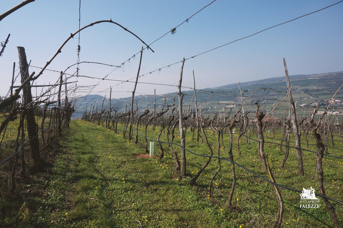 Falezze's tweet photo. 🌼SPRING IN THE #FALEZZE VINEYARDS:
💫TIME TO SHAPE THE NEW #VINTAGE !
Visit our new website and have a shopping from home! 🛒👇
https://t.co/15yl1Etw6T
#falezzewinery #falezzevineyard #falezzewine #winery #wineyard #vintage #valpolicellavalley #valpolicella #wineryview https://t.co/75J87VMyuK