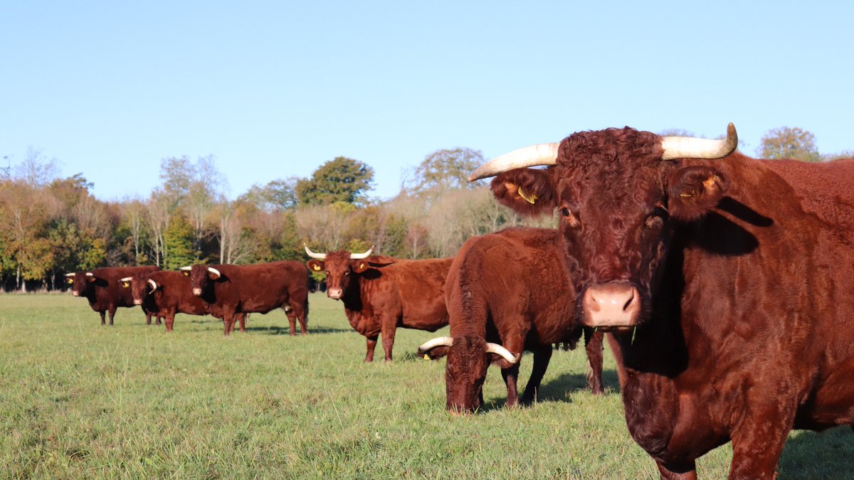 NTKingstonLacy's tweet photo. The Red Ruby Devons are moving to their summer quarters on Holt Heath. Hmm, let's think now - anyone else empathise with the sense of freedom after a winter of being cooped up inside? ๐
#RedRubyDevons #Freedom #ConservationGrazing
Photo credit: Mark W https://t.co/h2eKXVPF3w
