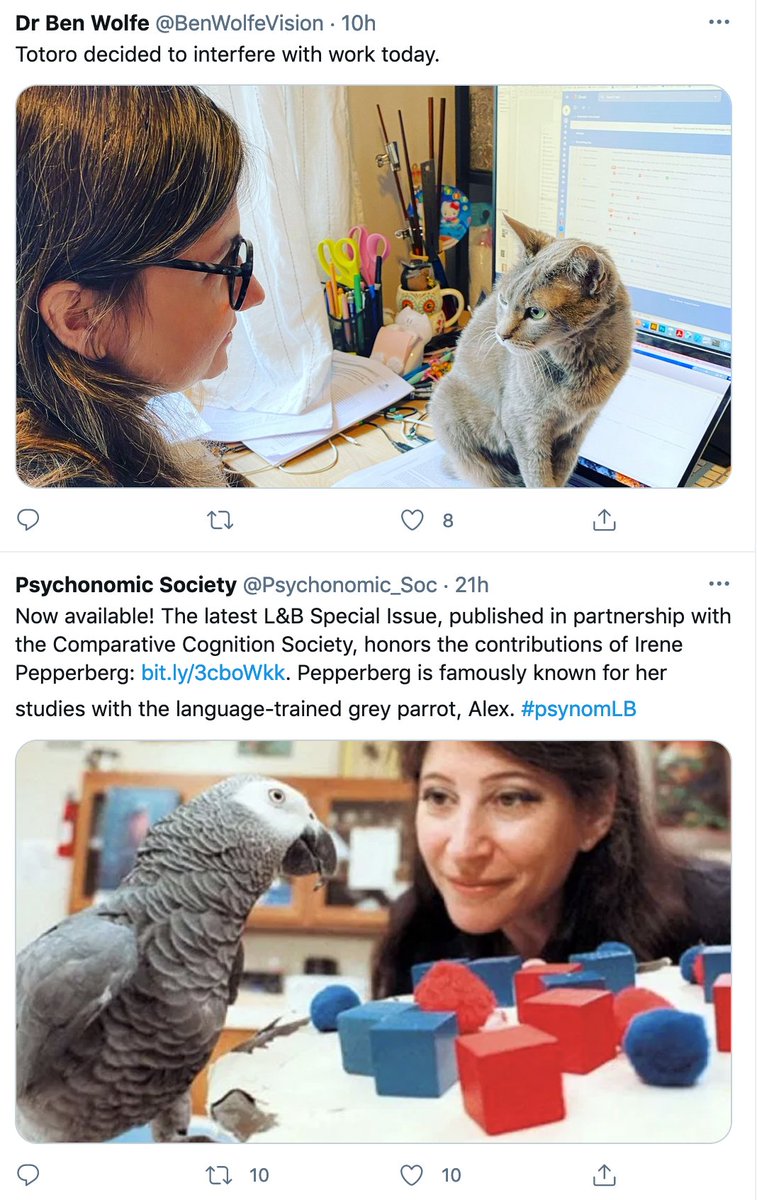 jeremymwolfe's tweet image. Great juxtaposition of posts in my twitter feed. Congrats to Irene. Anna just needs to get that cat to sort colored shapes!