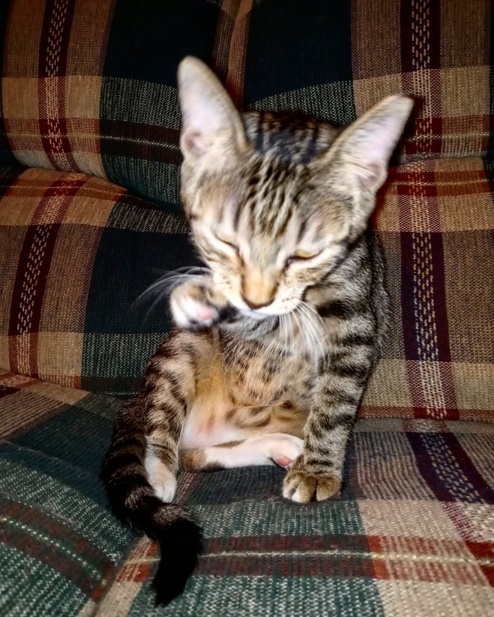 PercyousP's tweet photo. Saying hey to the camera. #Percious #Percy #SayingHey #ToTheCamera #cheese #instagram #twitter @instagram @Twitter 🐱 🎥 https://t.co/eMeWU1YZxW