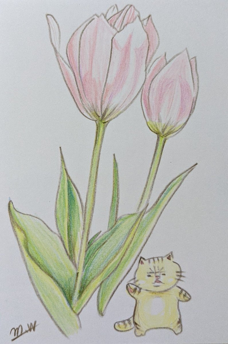 ぴーす على تويتر チューリップ イラスト 色鉛筆 植物画 猫 ねこ ネコ ぴーす على تويتر チューリップ イラスト 色鉛筆 植物画 猫 ねこ ネコ