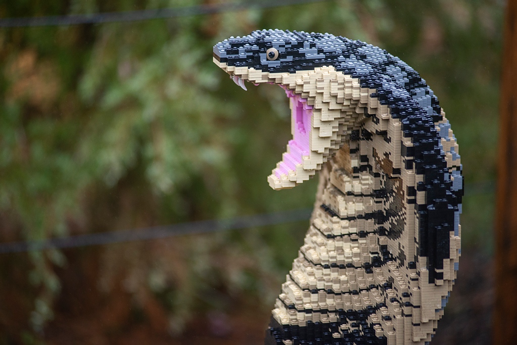 This huge spitting cobra from BRICKLIVE Animal Paradise took 2 builders 95 hours to build out of 29,003 individual toy bricks! #BRICKLIVE #LVCG