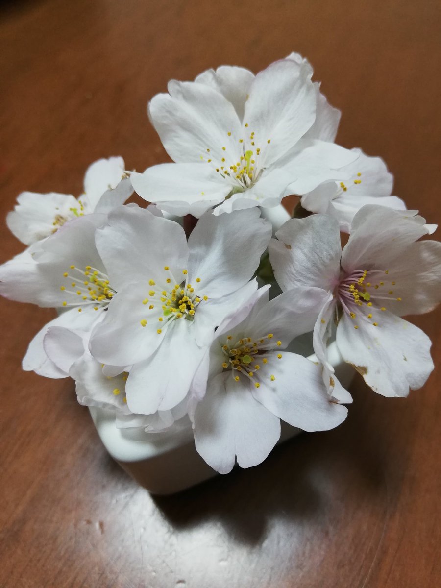 Hrm248's tweet image. さくら、きれい～🌸