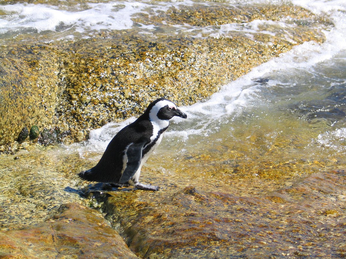 penguins365's tweet photo. Building up the courage! 🐧
#PenguinOfTheDay
#ItsReallyCold
#JustGiveMeAMinute
#DidIMentionItsCold
#Penguins https://t.co/dS2KCKP6pg