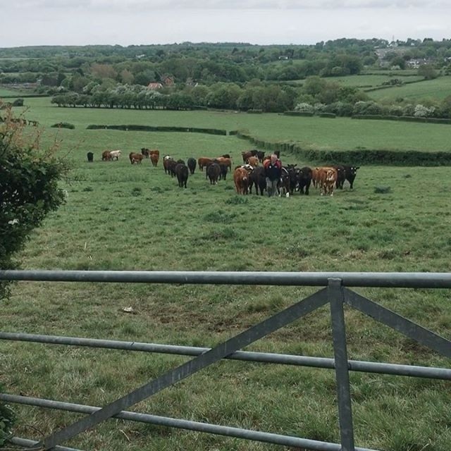 supplietyapp's tweet photo. @farmerspantryltd produce is sourced predominantly from the Vale of Glamorgan (The Garden of Wales). All their produce is bought direct from local farms and artisan producers ⁠
⁠
Link in bio⁠
⁠
#sirloin #farmerspantry #farm #ethically #sustainable #localfarms https://t.co/9DHVRpmusM