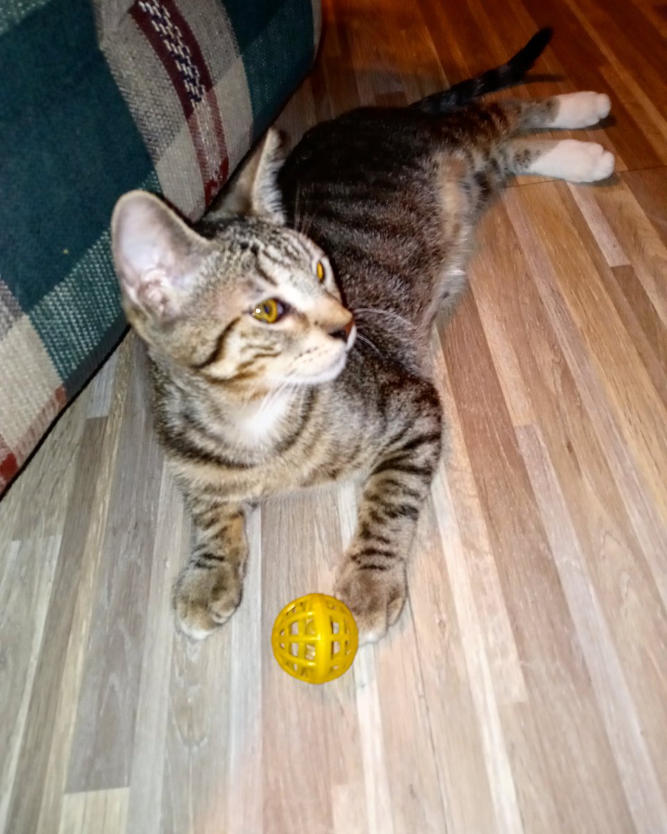 PercyousP's tweet photo. Besides my little mouse toy this is the other toy i like a lot. #Percy #Percious #FavoriteToy #2ndFavoriteToy #instagram #twitter @instagram @Twitter 🐱 ⚾ https://t.co/Oq1yqjRW5v