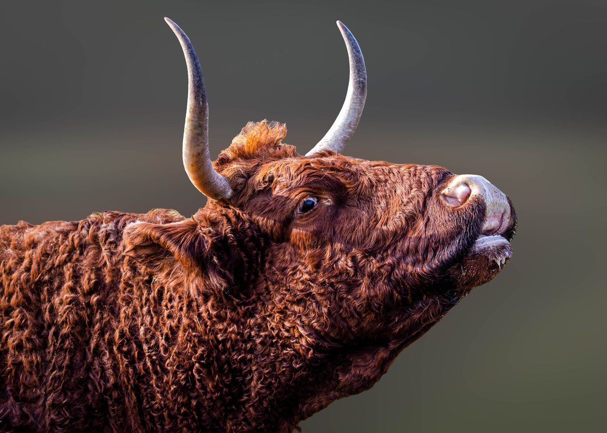 GuruShots tweet media