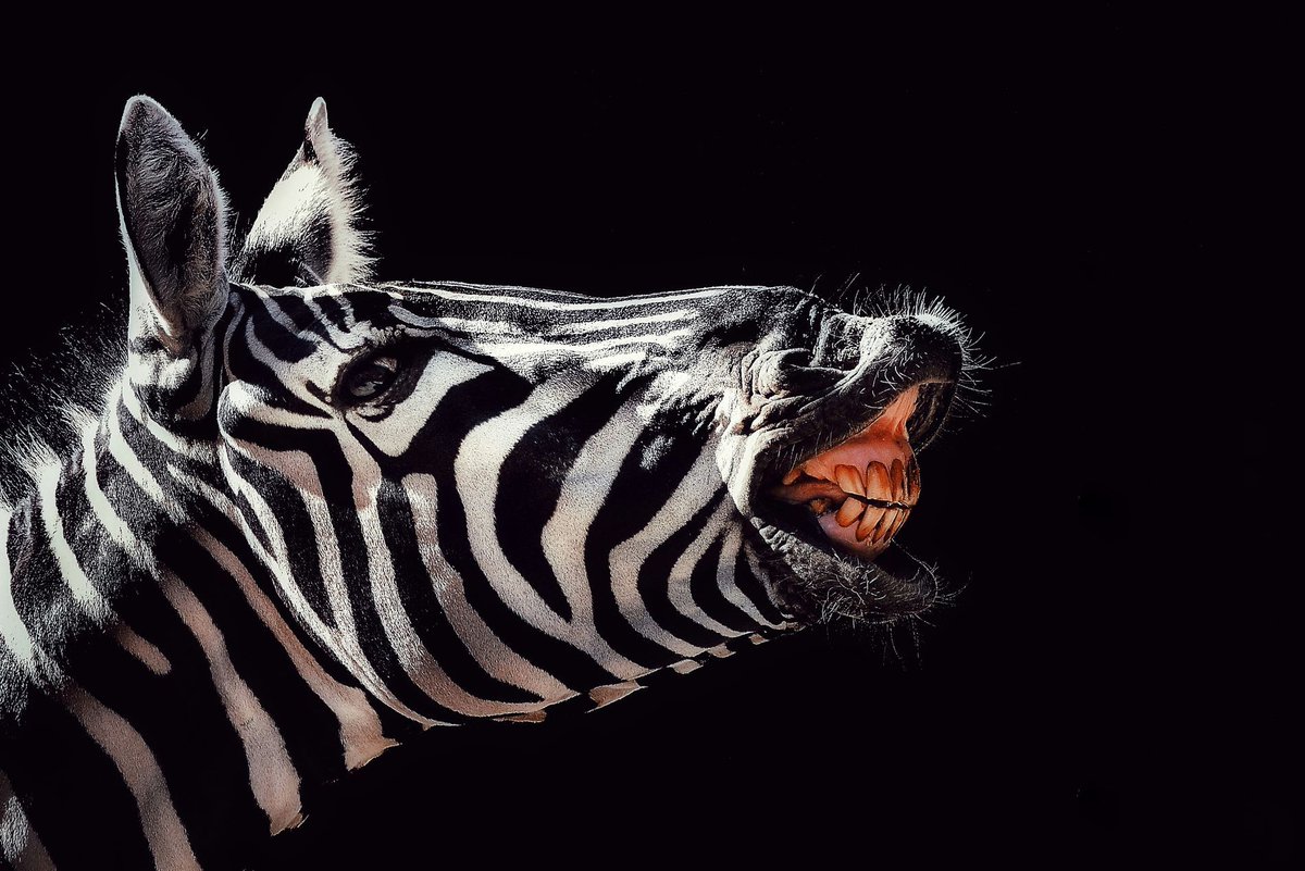 GuruShots tweet media