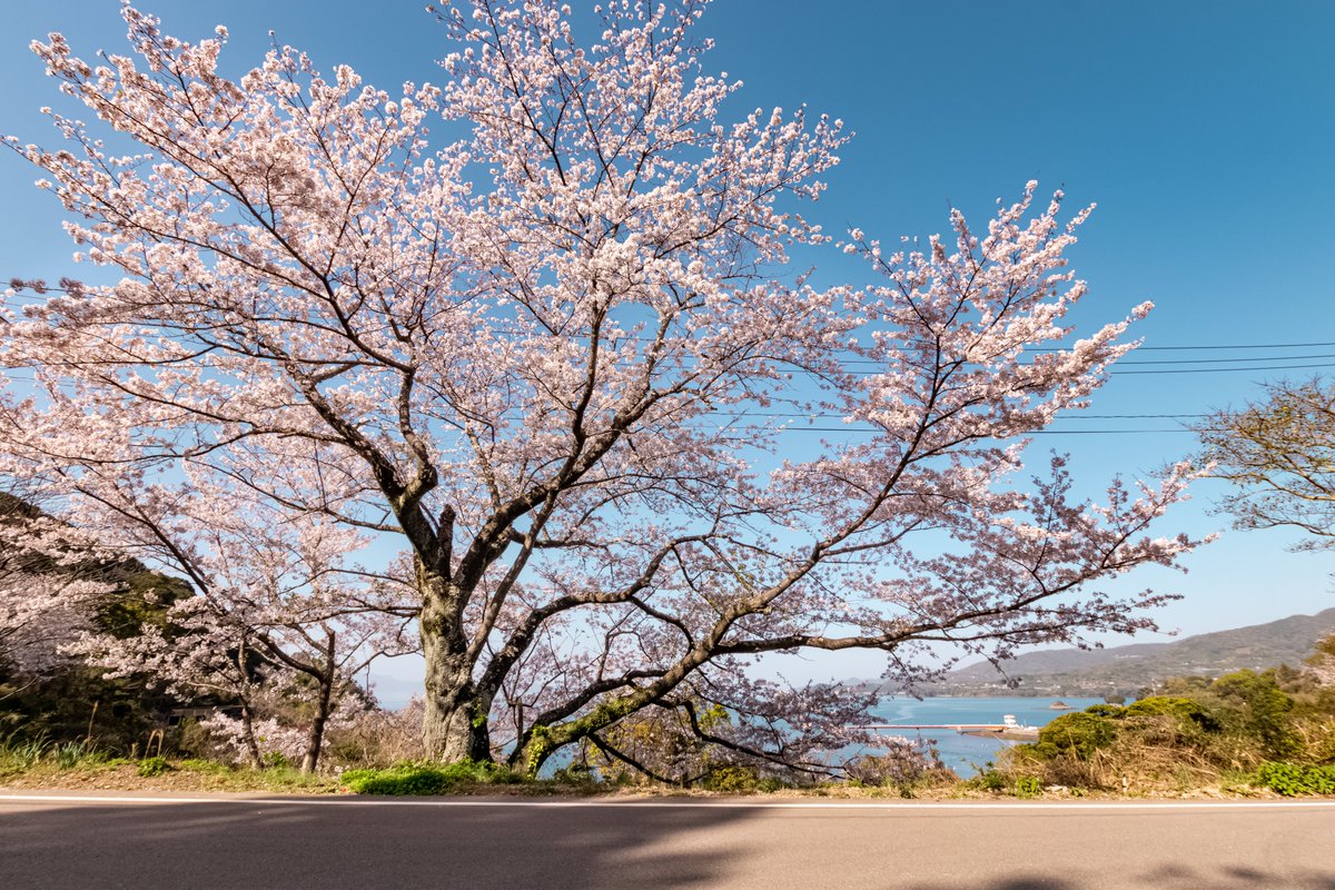 湯の児チェリーライン