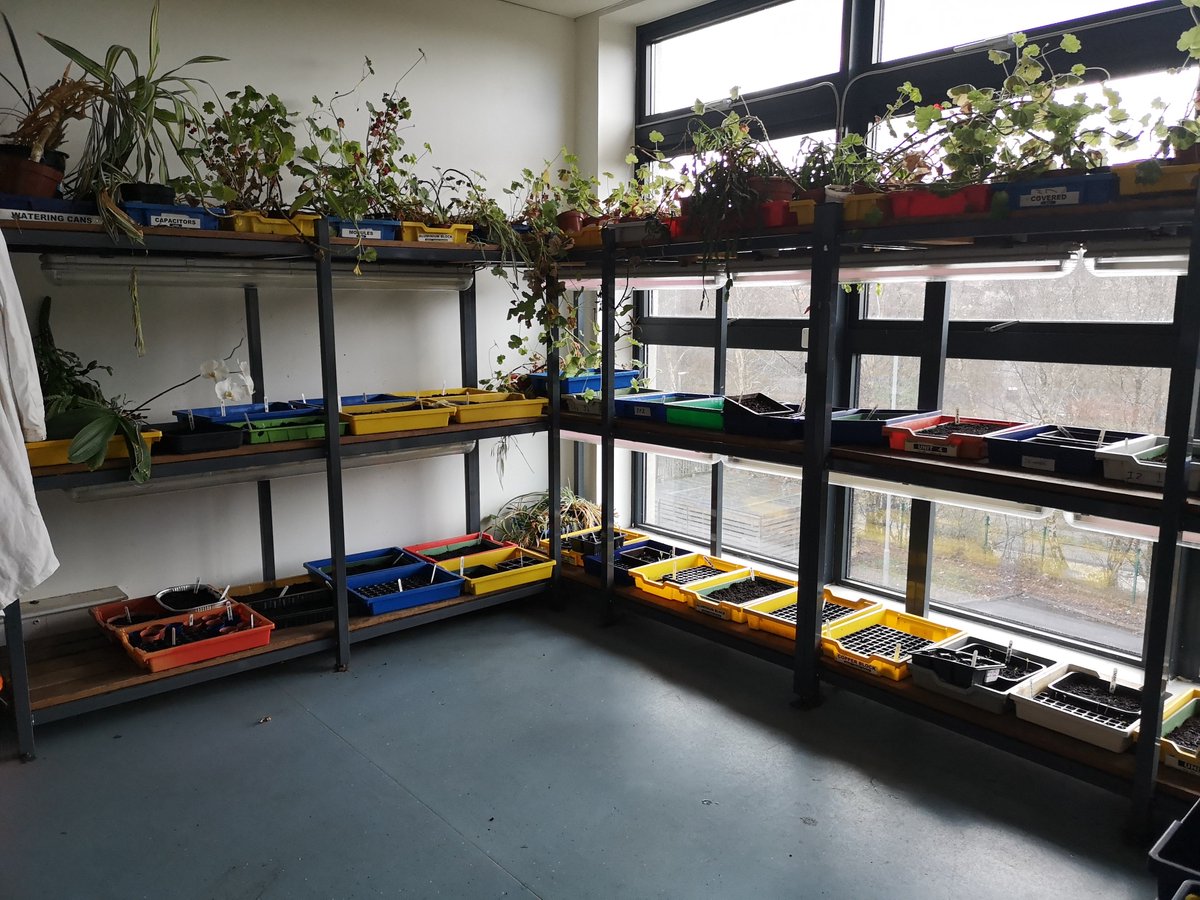 KHSGarden's tweet photo. Our amazing S3s sowed hundreds more seeds today, our greenhouse is now full! Thanks for all your efforts, especially to the last group that cleaned up @MissCoen classroom beautifully 🤩🤩 https://t.co/298SBW1Hkm