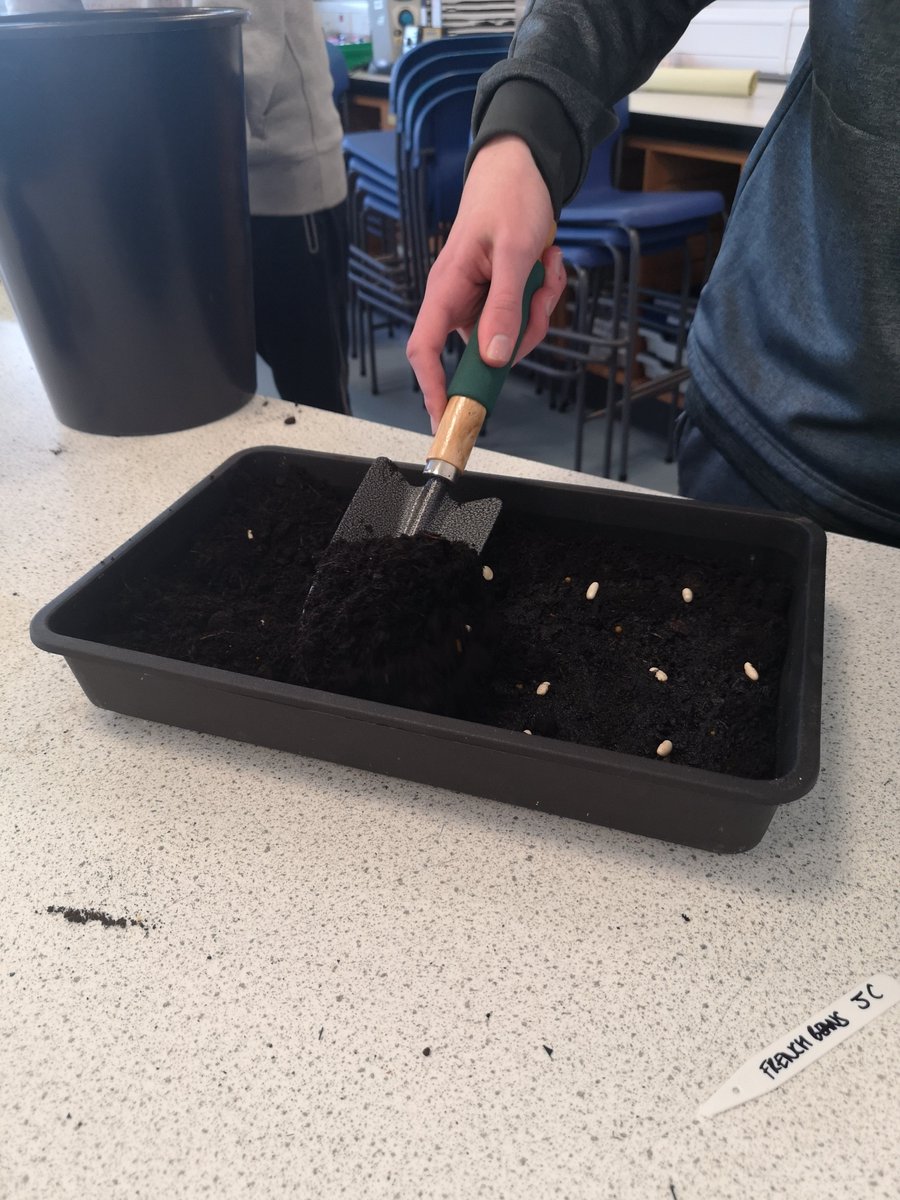 KHSGarden's tweet photo. Our amazing S3s sowed hundreds more seeds today, our greenhouse is now full! Thanks for all your efforts, especially to the last group that cleaned up @MissCoen classroom beautifully 🤩🤩 https://t.co/298SBW1Hkm