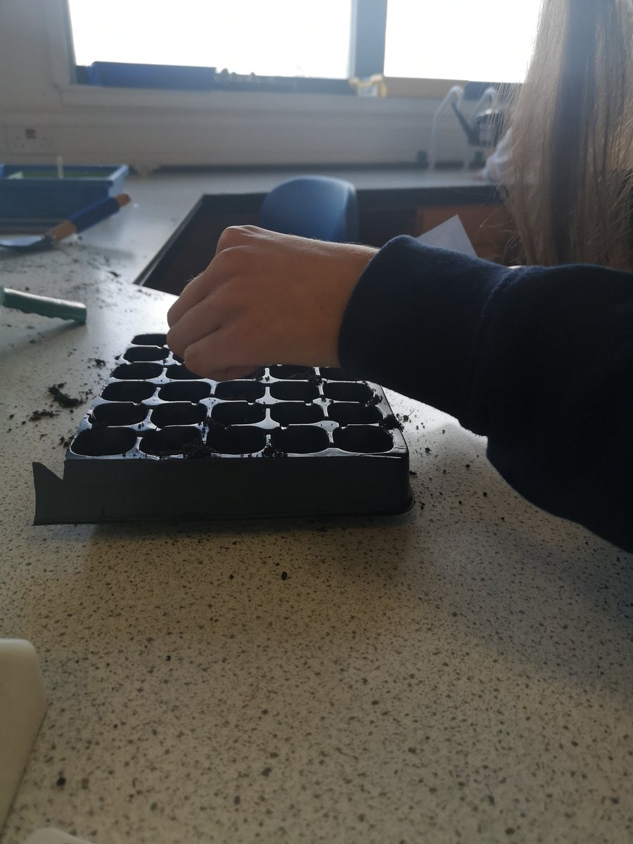 Our amazing S3s sowed hundreds more seeds today, our greenhouse is now full! Thanks for all your efforts, especially to the last group that cleaned up <a href="/MissCoen/">Ms Coen</a> classroom beautifully 🤩🤩