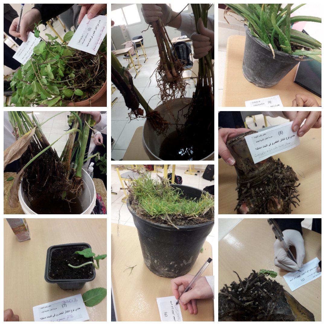 biologydoha's tweet photo. #QBGfoodSecurity
بالتعاون مع حديقة القران النباتية تم اقامة مسابقة بين طالبات الصف الحادي عشر علمي للتعرف على انواع التكاثر الخضري بالنباتات حيث قامت حديقة القران النباتية بأمدادنا بعينات نباتية مختلفة لأجراء المسابقة كل الشكر والتقدير للدكتور محمد حسونة على الجهود المبذولة https://t.co/Yc54jGufZ6