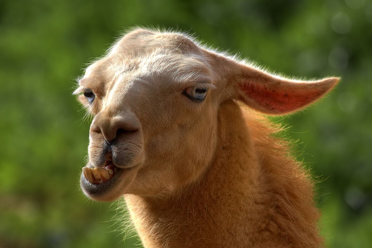 GuruShots tweet media