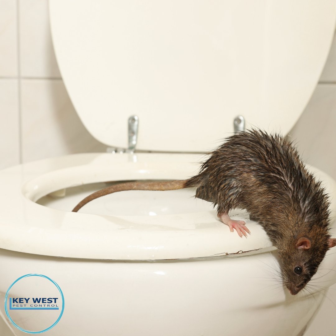 KeyWestPest's tweet photo. We find them in the strangest of places…
Wherever the infestation, our technicians are equipped to tackle it, and to offer preventative advice to help you protect your home. Pest Problem? No Problem!
Call 0800 195 3464 https://t.co/UkEzRnAQR1 #pestcontrol #pestproblem #pest https://t.co/5ORK8AUR4v