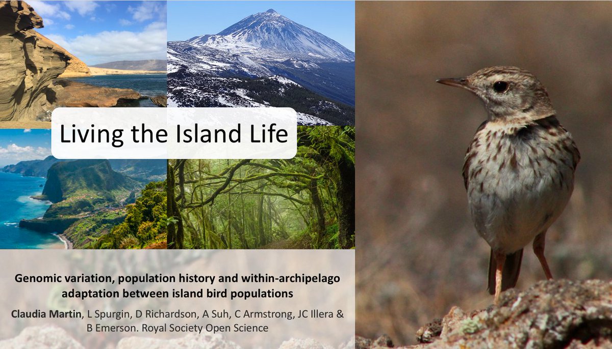 #UEACEEC21 #Sesh4 

2.5 million years ago a speciation event began across an archipelago in the North Atlantic Ocean….

Discover how colonisation, gene flow and adaptation shaped evolution across these islands (A thread, 1/6)🦤🧬🦠🏝🐦🤥

doi/10.1098/rsos.201146