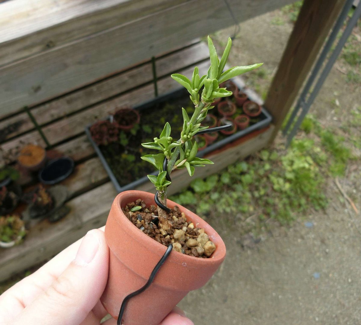 5ｃｍ盆栽 盆栽 Bonsai Minibonsai マユミ 挿し木 一昨年根元から4cm位の所で剪定したら胴吹きしなかったかわりに ひこばえが一本 今年株分けしました 蕾ついてやんの 有能なのかそうでないのか 雄樹ないけどね