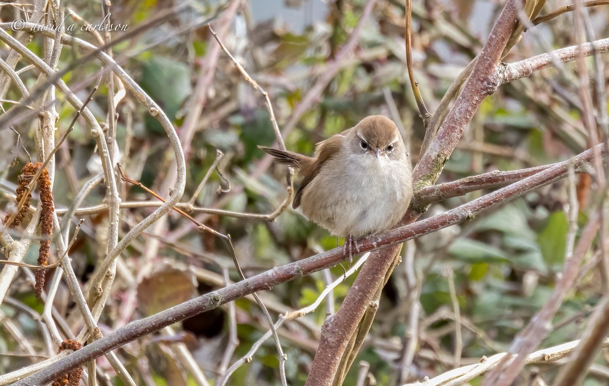 Papercourt Meadows this morning, Cetti's showing well