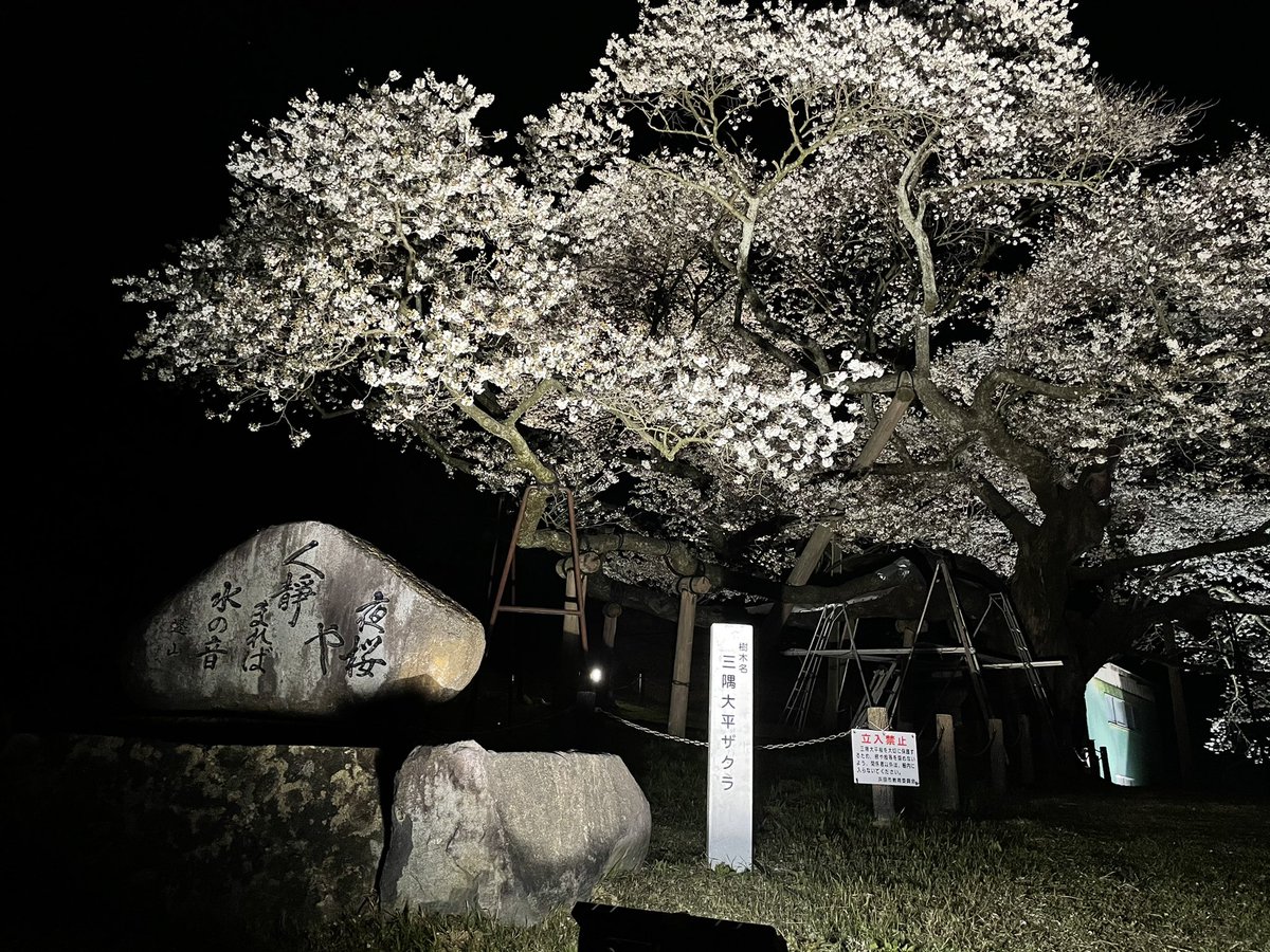 三隅大平桜 三隅大平桜