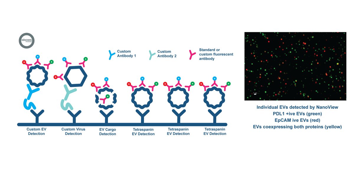Customized EV detection is here! ExoFlex™ allows users to sensitively and specifically detect and characterize EV subpopulations #exosomes #extracellularvesicles Download the whitepaper here: nanoviewbio.com/exoflex