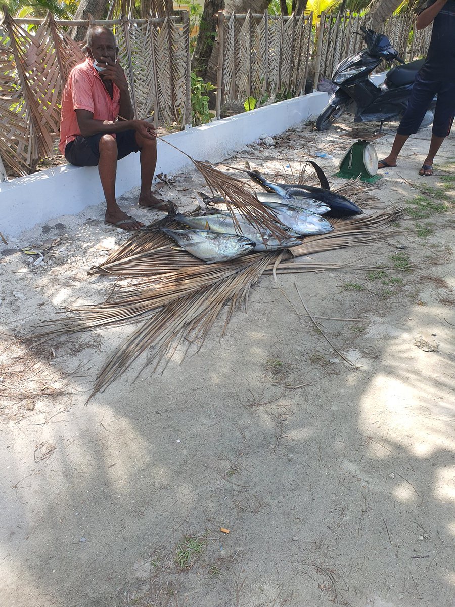 Addu City today roadside fish sellers Mvr 20kg.