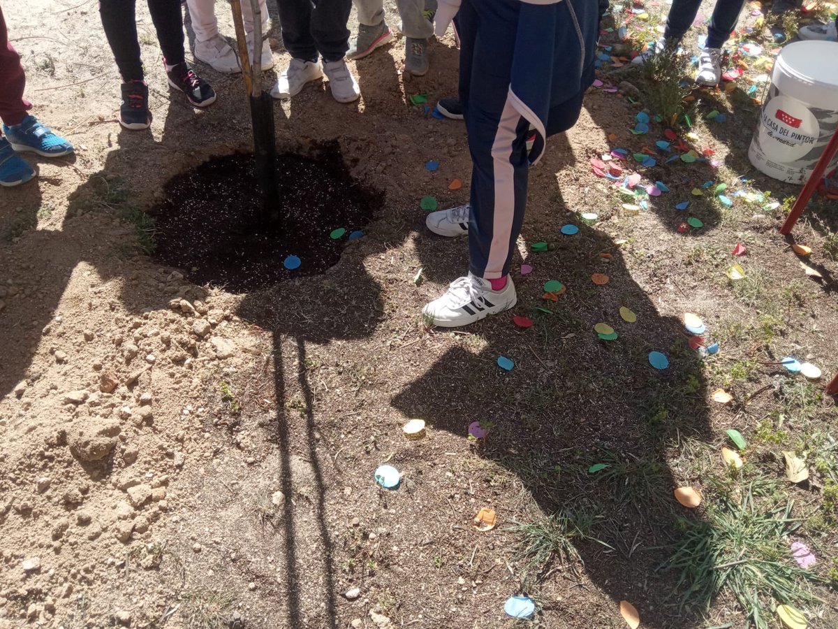 AsocElOlivar's tweet photo. Hemos hecho estos días una actividad preciosa con nuestra #UDCCiudadLineal @JMDCiudadLineal . "Amadrina un árbol ". Los niños y niñas han plantado sus árboles. Ha sido en el colegio Gandhi https://t.co/C77jbGrFN1