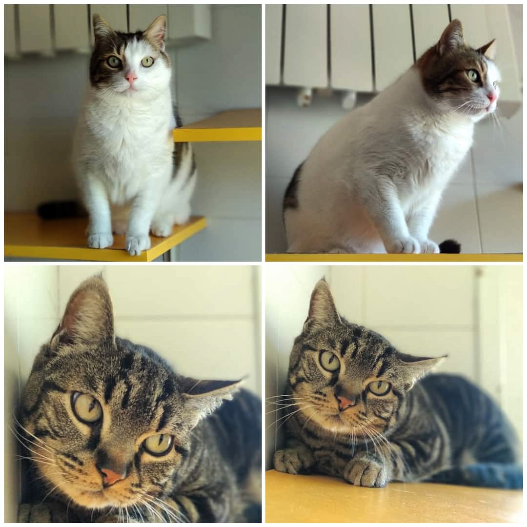 asociacion_anaa tweet media