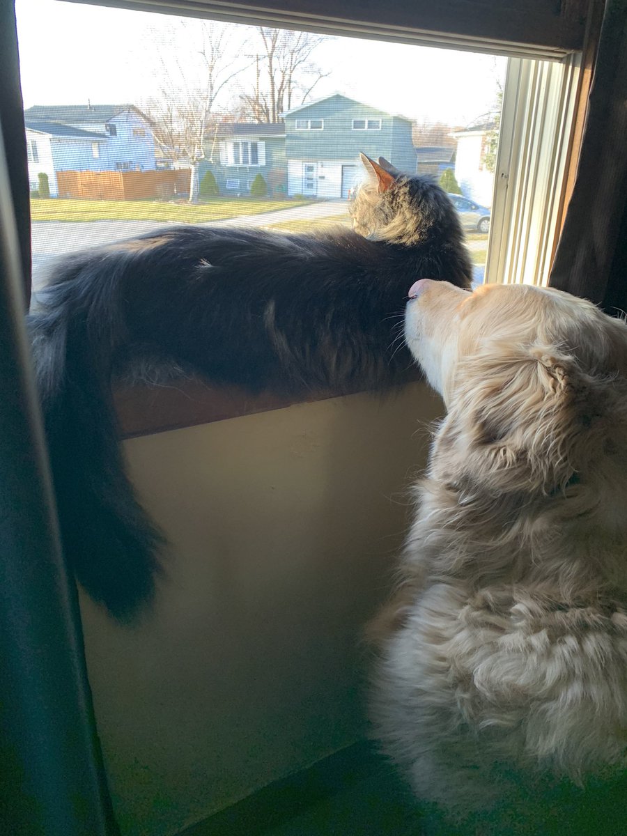 Zoeypup1212's tweet photo. Um,  Excuse me? 🥴☝️😳
😺🐶🐾

#blockedview #cannotsee 
#darncat 
 #dogsoftwitter #catsoftwitter https://t.co/kOcAZZeHBm