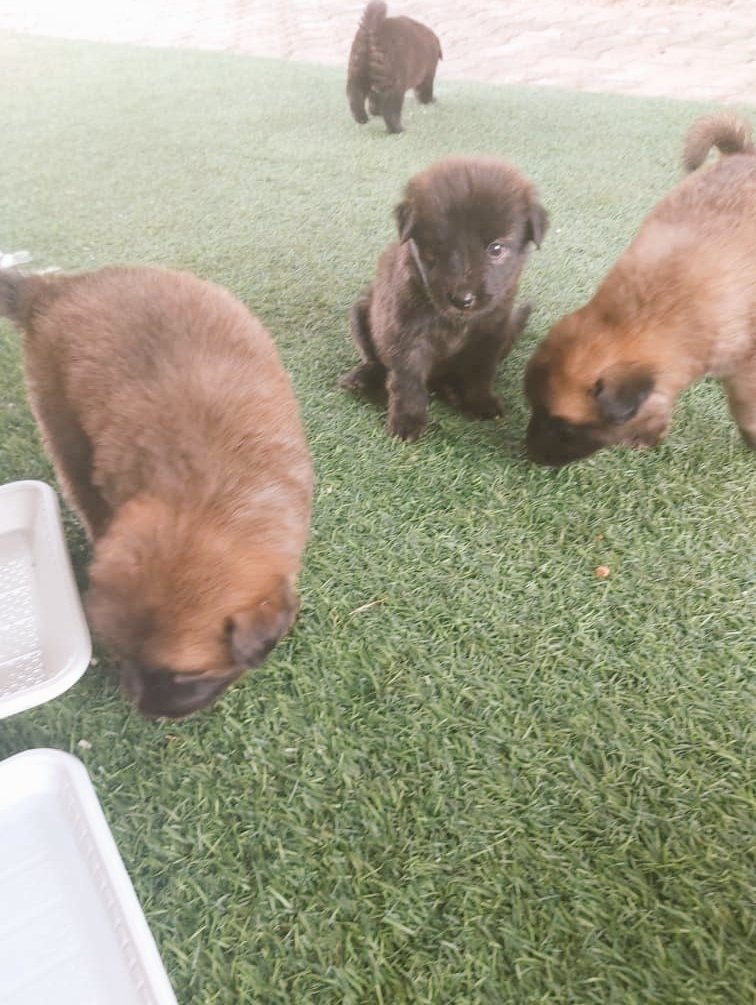 IamJohnkelvin's tweet photo. Who wants cute puppies? Mixed breed (Russian Shepherd/Boerboel)
7weeks old. 80k only.
Location: #Abuja | #GoldInsideMe
#Dog #AbujaTwitterCommunity https://t.co/mKKJk5k5E0