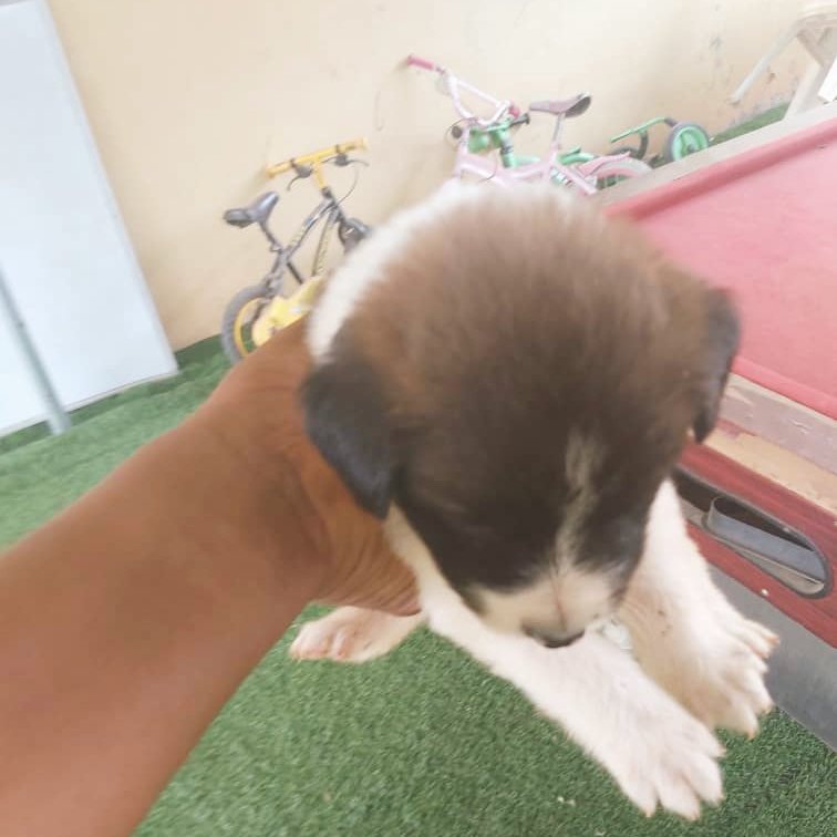IamJohnkelvin's tweet photo. Who wants cute puppies? Mixed breed (Russian Shepherd/Boerboel)
7weeks old. 80k only.
Location: #Abuja | #GoldInsideMe
#Dog #AbujaTwitterCommunity https://t.co/mKKJk5k5E0