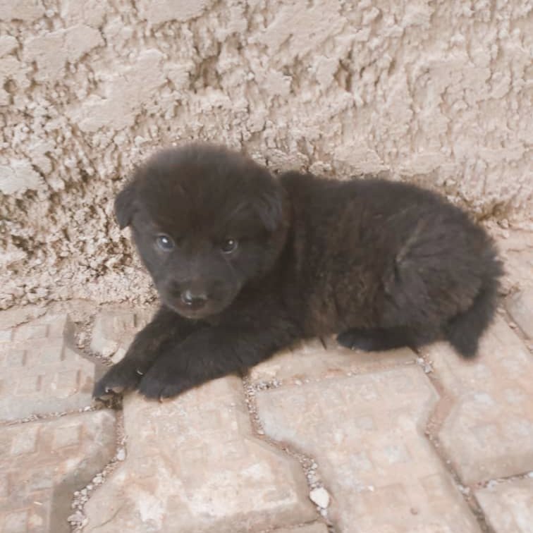 IamJohnkelvin's tweet photo. Who wants cute puppies? Mixed breed (Russian Shepherd/Boerboel)
7weeks old. 80k only.
Location: #Abuja | #GoldInsideMe
#Dog #AbujaTwitterCommunity https://t.co/mKKJk5k5E0