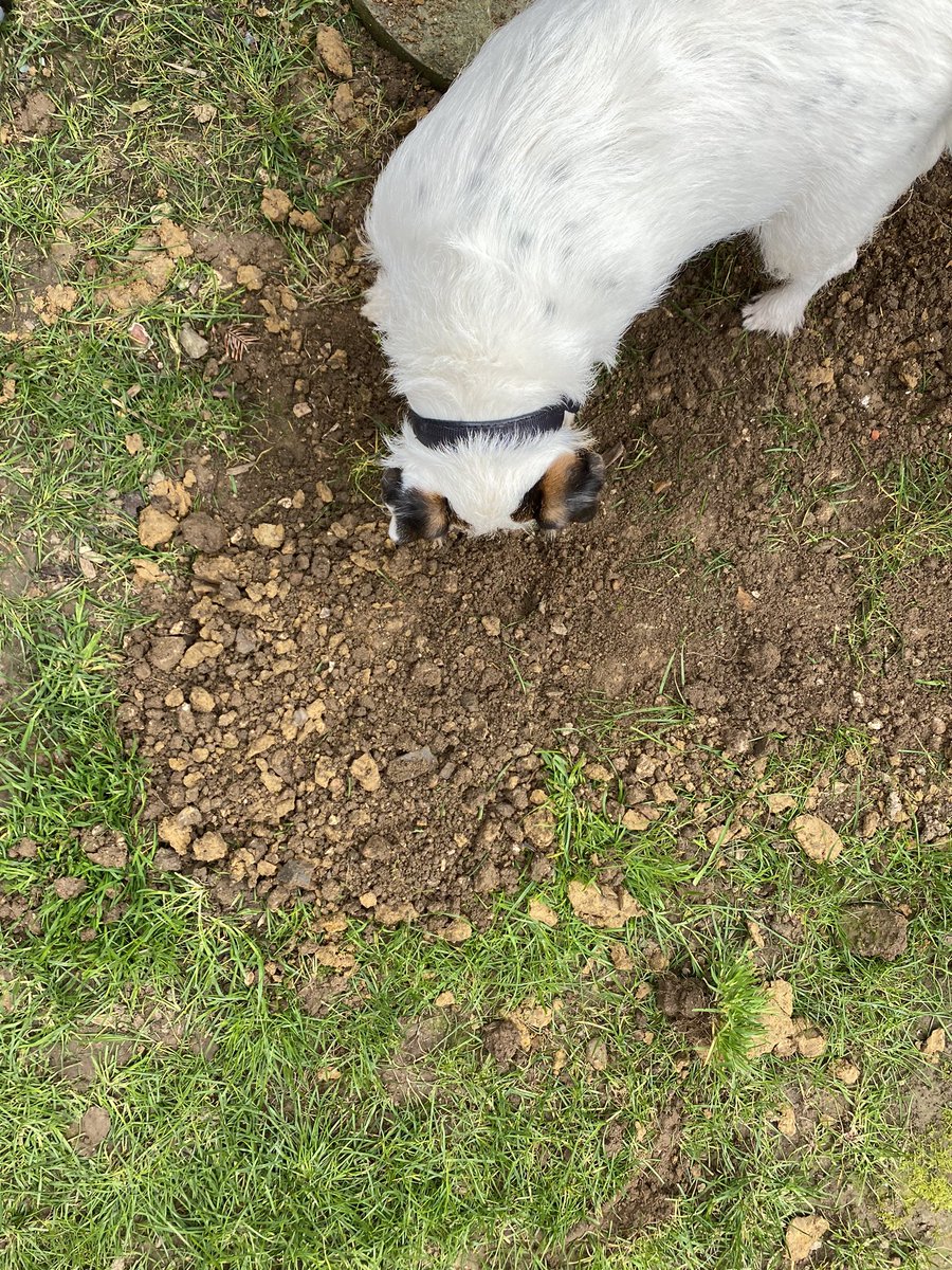 My little dissertation helper! (Not that helpful as she’s already trying to dig the hole back up)