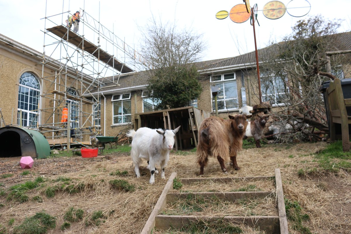 VarndeanSchool's tweet photo. Though they might be giving their home a bit of a makeover, our @varndeangoats are definitely enjoying the trees that the builders are cutting down - perfect for a nibble and a head scratch! https://t.co/MsWKYhVga5