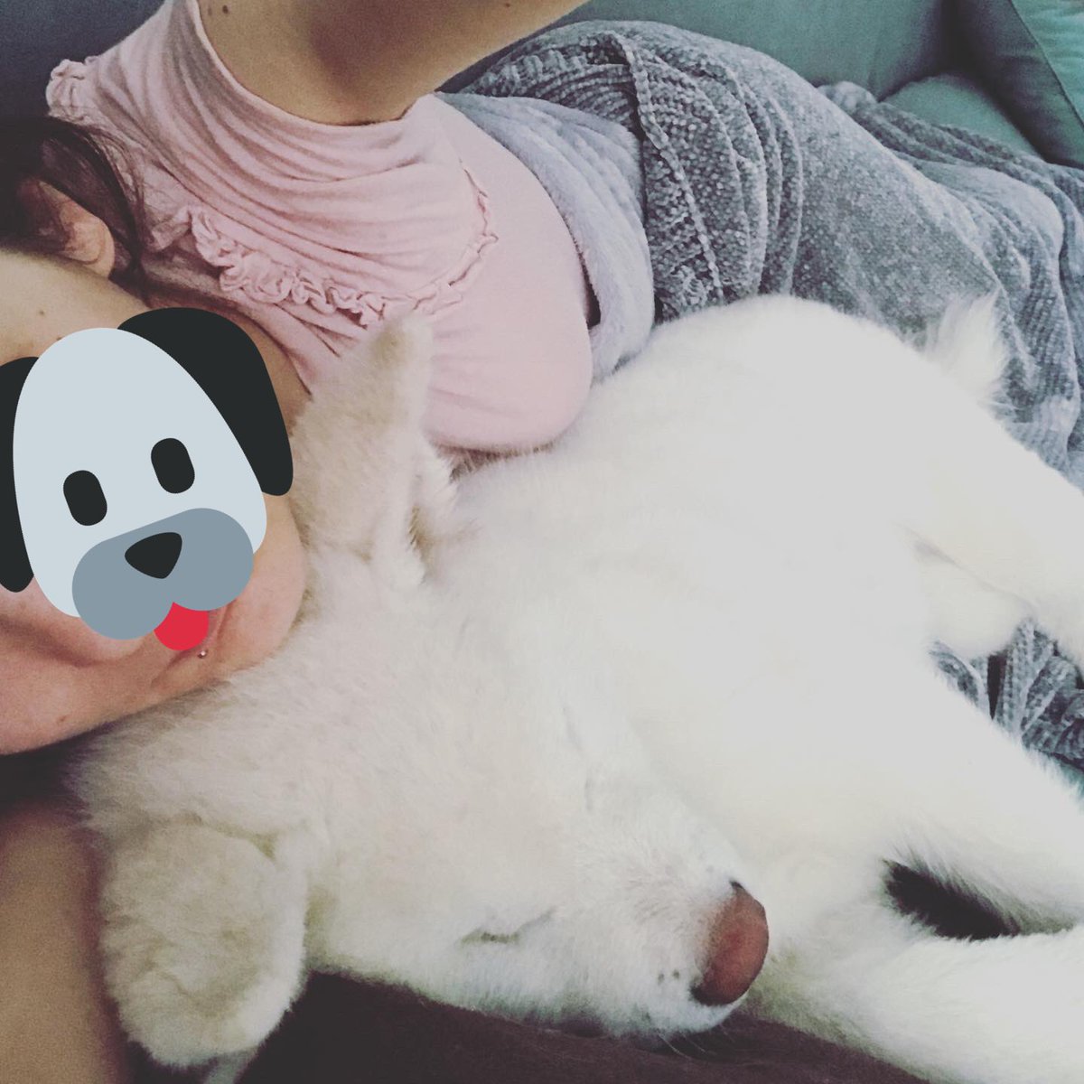 Maomieze's tweet photo. Der kleine kommt Morgens nach dem Pipi machen immer kuscheln.
Das freut mich total!
Fluffy ist nämlich kein Freund von kuscheln! 😂 https://t.co/cwut6kX6g4