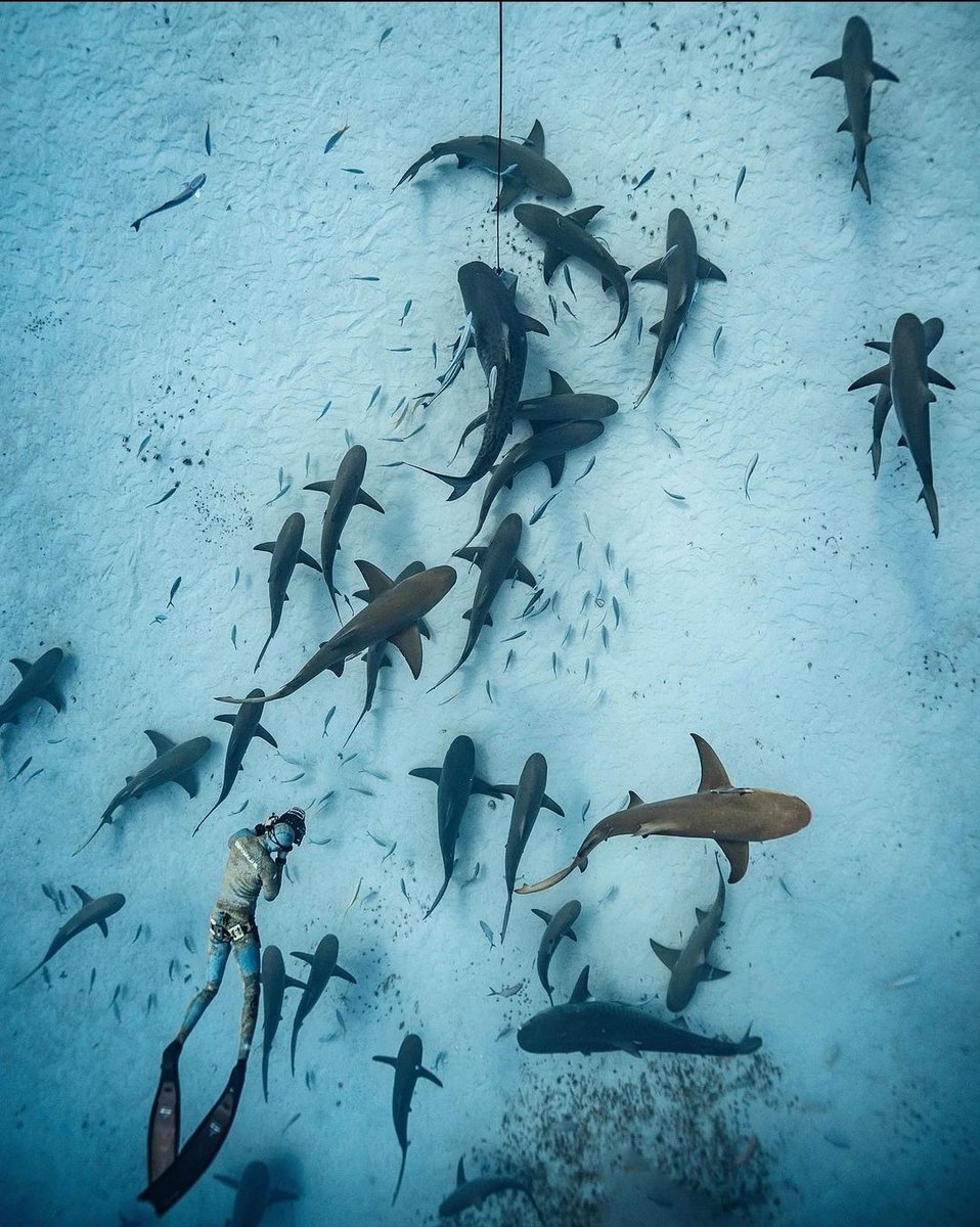 There have been back to back shark bites in South Florida, but we want the public to know that they're NOT connected 🦈

These bites are random.

The water is warmer &amp; it's Spring Break season, so more people are in the ocean.

#SaveTheSharks
#SaveTheSharksSaveOurselves