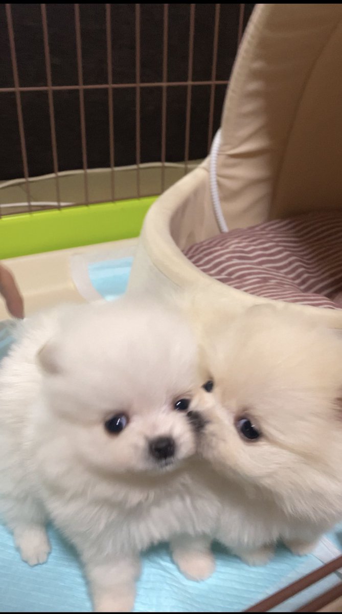 れもん ポメラニアン ぽめポメれもん 子犬の日 という事で れもんはまだ子犬なので 初めて出会った日の写真 姉妹そっくり 姉妹愛 ポメラニアン 可愛い 癒し 姉妹愛