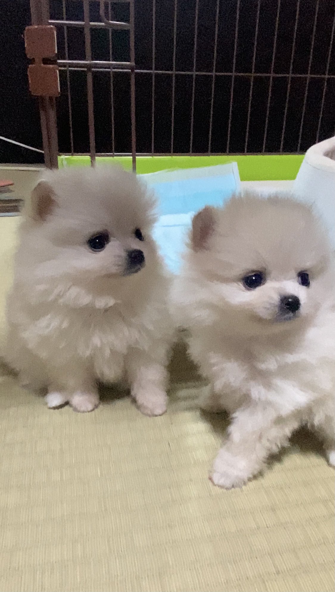 れもん ポメラニアン ぽめポメれもん 子犬の日 という事で れもんはまだ子犬なので 初めて出会った日の写真 姉妹そっくり 姉妹愛 ポメラニアン 可愛い 癒し 姉妹愛 T Co Mdev4ptp5v Twitter