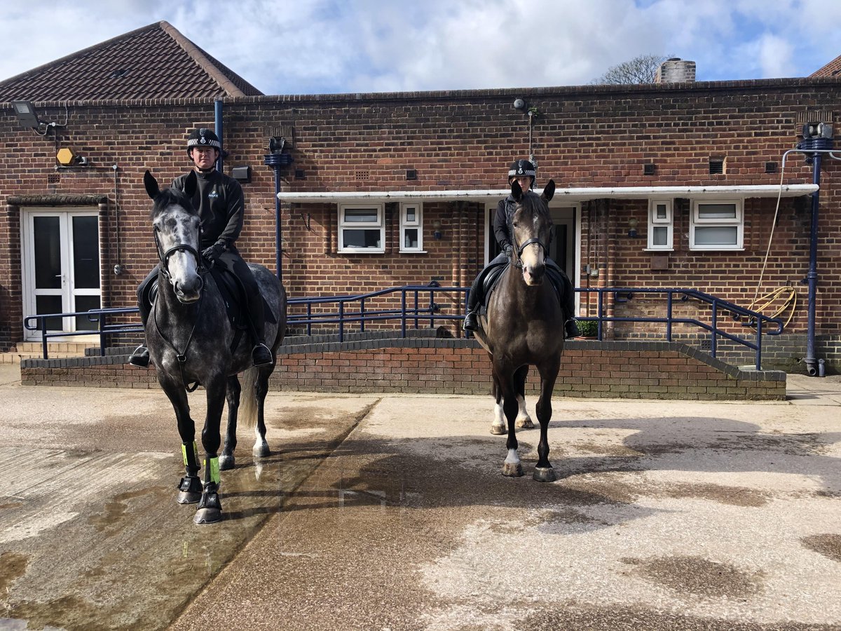 MerPolMounted's tweet photo. Our officers and horses have enjoyed a training session this morning in the sunshine. #StandTall #MountedTraining #PHArnie #PHSilver #PHViolet #PHAmber #SpringIsHere https://t.co/PJkaRHqq6A